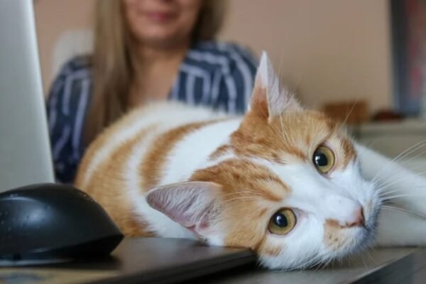 bird flu virus in cats