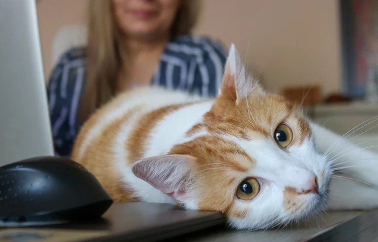 bird flu virus in cats