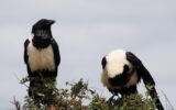 crow building nest with urban materials