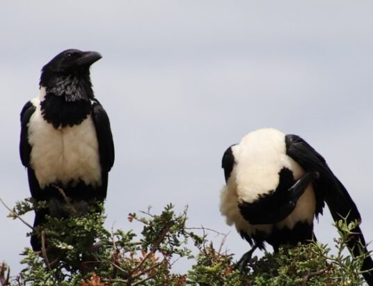 crow building nest with urban materials