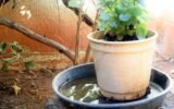 dengue mosquito breeding prevention coastal Karnataka