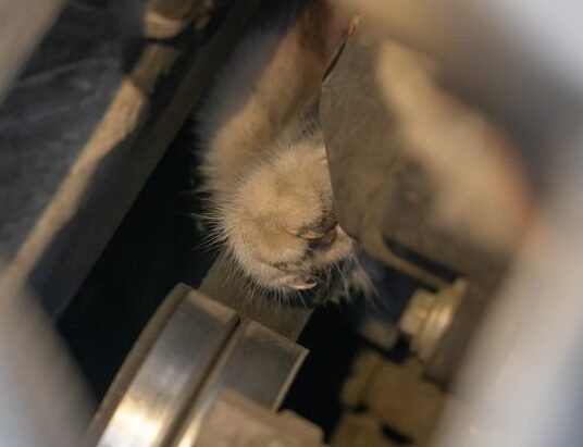 police officer rescuing kitten from car engine in parking