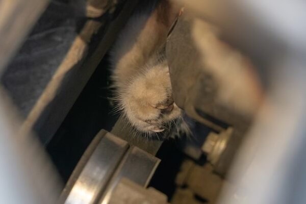 police officer rescuing kitten from car engine in parking