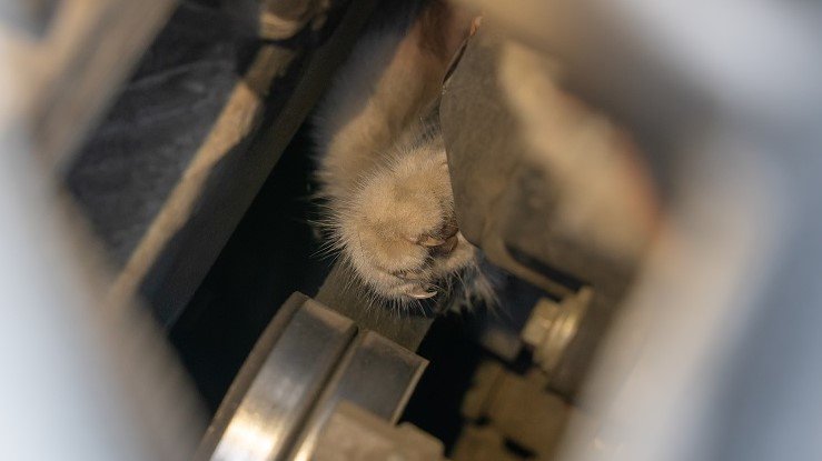 police officer rescuing kitten from car engine in parking