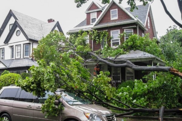 storm damage tree on car Georgia