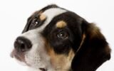 walker county animal shelter dogs