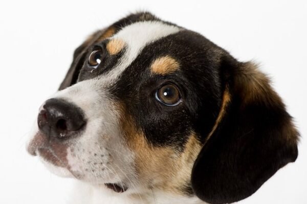 walker county animal shelter dogs