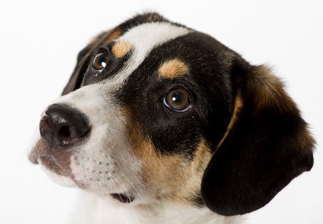walker county animal shelter dogs