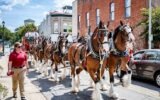 Budweiser Clydesdales parade horses in town streets