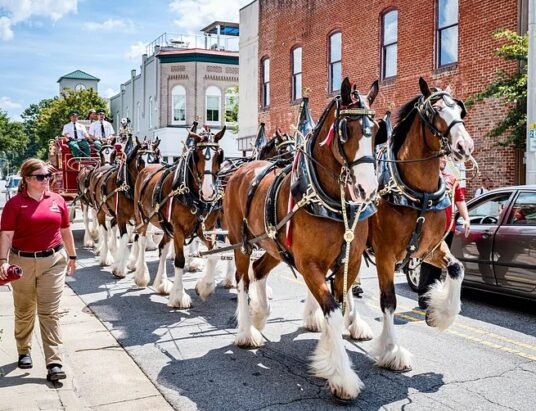Budweiser Clydesdales parade horses in town streets