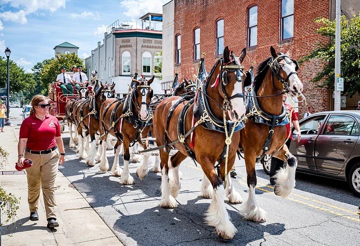 Budweiser Clydesdales parade horses in town streets