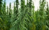Georgia state capitol cannabis