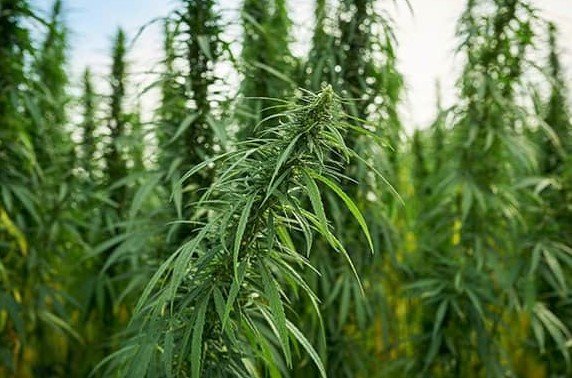 Georgia state capitol cannabis