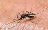 West Nile virus mosquito control in Philadelphia