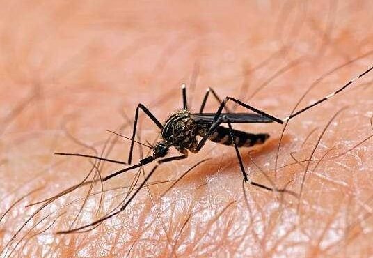 West Nile virus mosquito control in Philadelphia