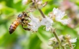 africanized honey bee vs european