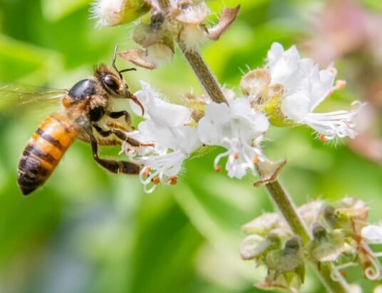 africanized honey bee vs european
