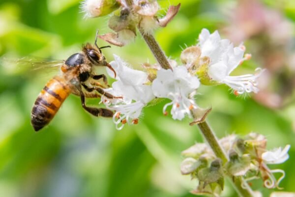 africanized honey bee vs european