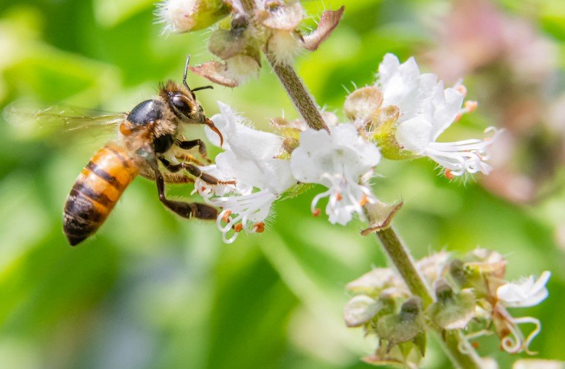 africanized honey bee vs european