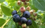 blueberry harvest in poland