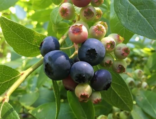 blueberry harvest in poland