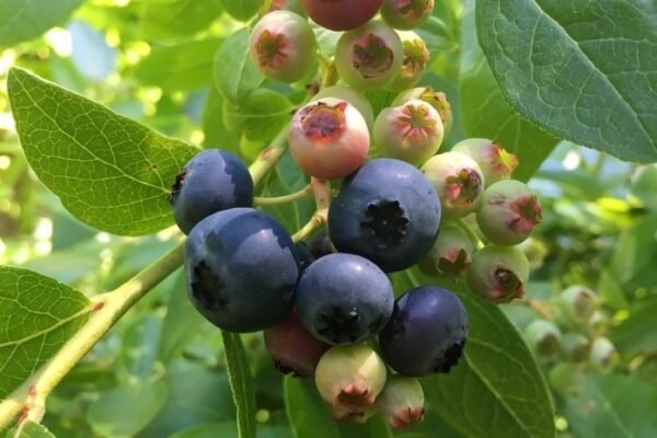 blueberry harvest in poland