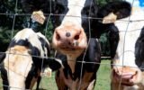 cows in georgia dairy farm