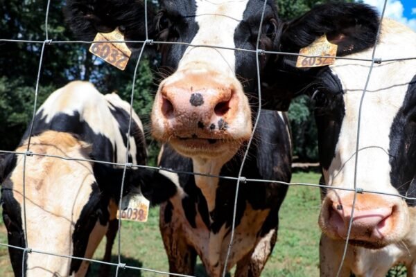 cows in georgia dairy farm