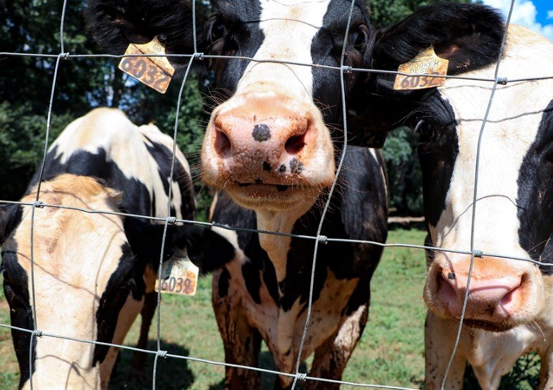 cows in georgia dairy farm