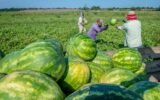 georgia watermelon farm harvest