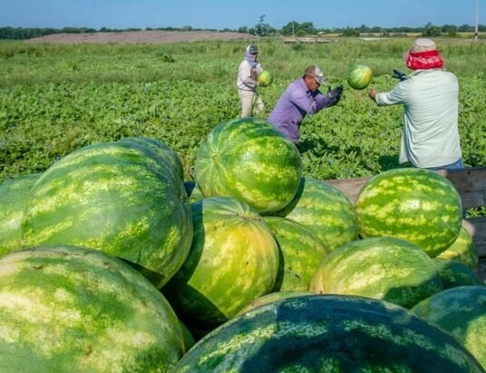 georgia watermelon farm harvest