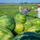 Georgia’s Watermelon Exports Jump 191% as New Markets Ripen