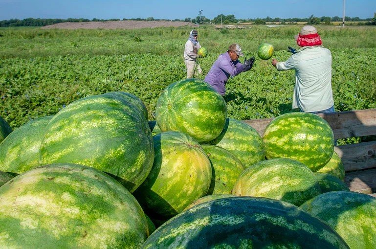 georgia watermelon farm harvest