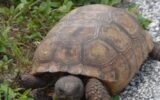 gopher tortoise conservation georgia
