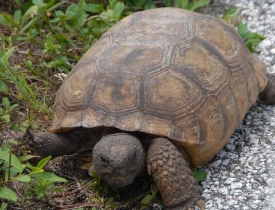 gopher tortoise conservation georgia