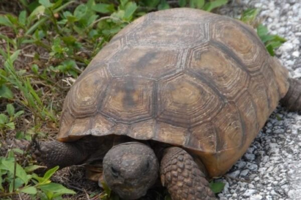 gopher tortoise conservation georgia