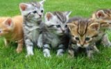 green county humane society kittens