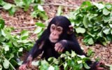 Chimpanzee Maternal Learning