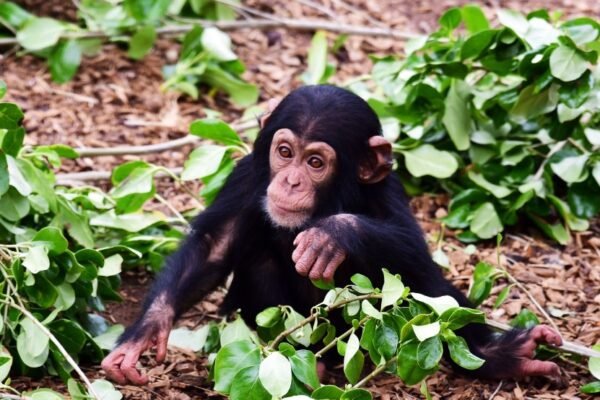 Chimpanzee Maternal Learning