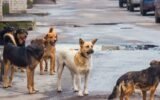 Delhi stray dogs animal