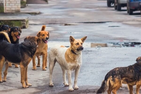 Delhi stray dogs animal