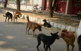Goa stray dogs beach tourism