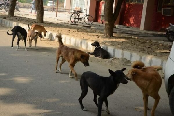 Goa stray dogs beach tourism