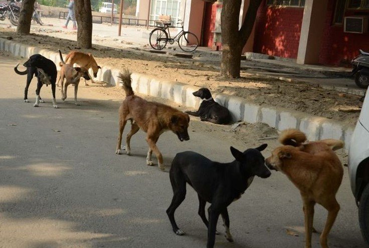 Goa stray dogs beach tourism