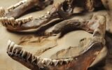 ancient human jawbone fossil