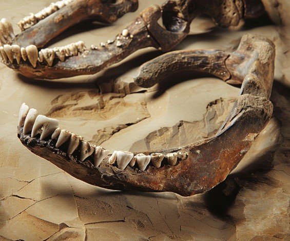 ancient human jawbone fossil