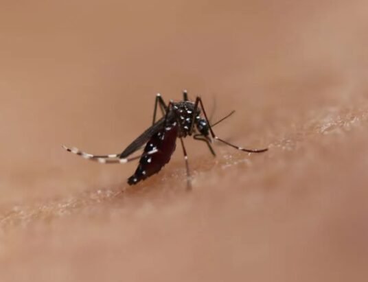 chikungunya virus Singapore