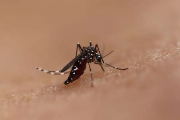 chikungunya virus Singapore
