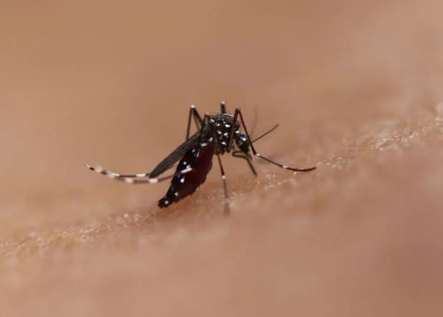 chikungunya virus Singapore