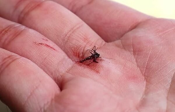 chikungunya-virus-mosquito-bite